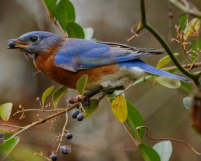 EASTERN BLUEBIRD