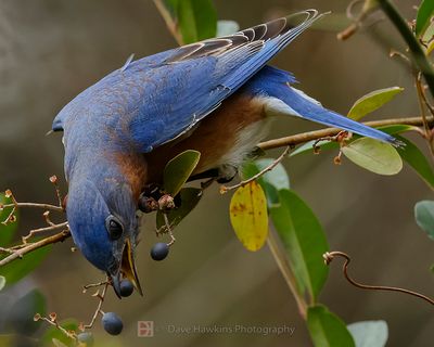 EASTERN BLUEBIRD