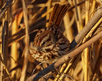 SONG SPARROW