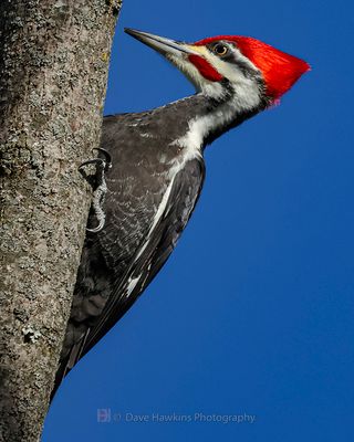 PILEATED WOODPECKER ◞