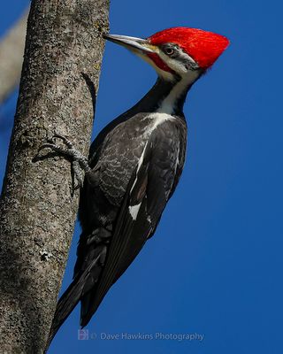 PILEATED WOODPECKER ◞