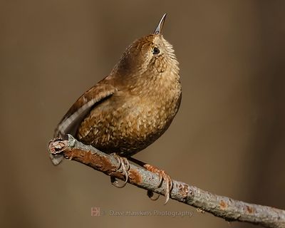 WINTER WREN