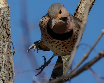 NORTHERN FLICKER (Yellow Shafted) ◞