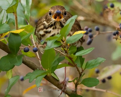 HERMIT THRUSH