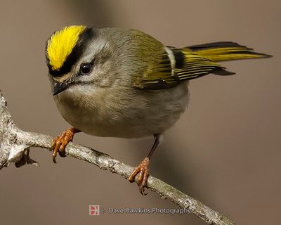 GOLDEN-CROWNED KINGLET