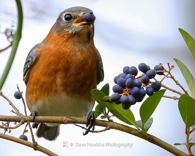 EASTERN BLUEBIRD