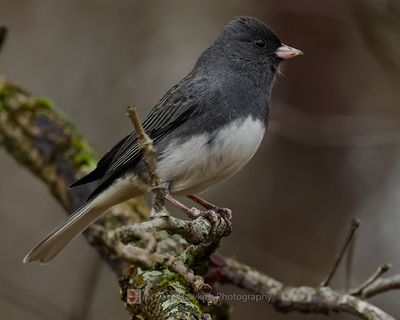 DARK-EYED JUNCO ♂