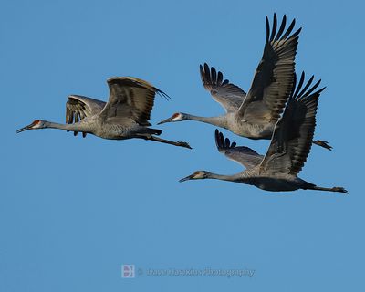 SANDHILL CRANES