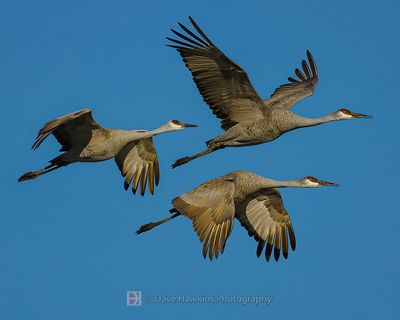 SANDHILL CRANES