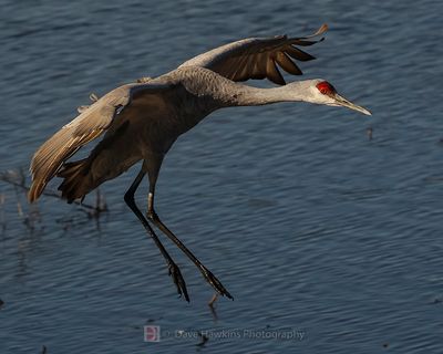 SANDHILL CRANE