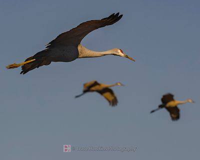 SANDHILL CRANES
