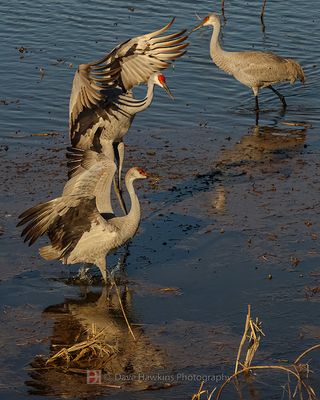 SANDHILL CRANES