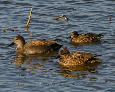 GADWALL