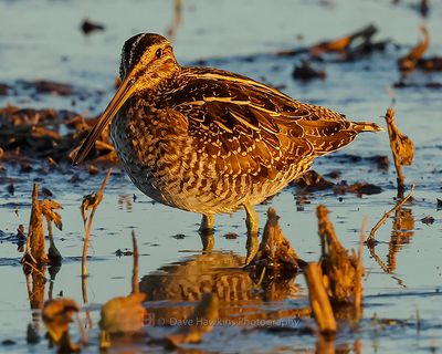 WILSON'S SNIPE