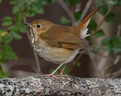 HERMIT THRUSH