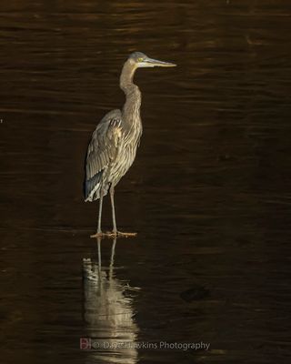 GREAT BLUE HERON
