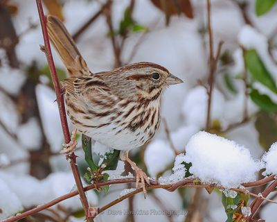 SONG SPARROW