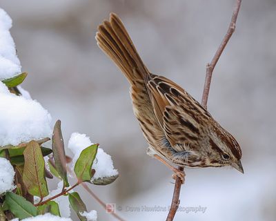 SONG SPARROW