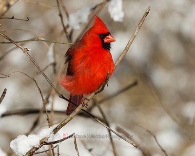 NORTHERN CARDINAL
