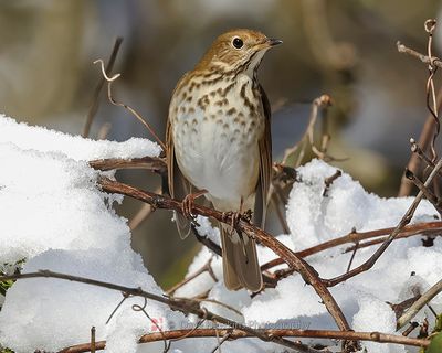 HERMIT THRUSH
