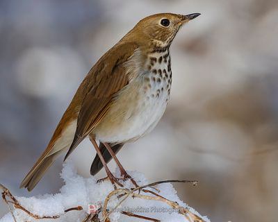 HERMIT THRUSH