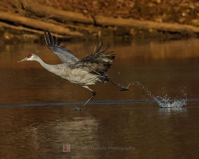 SANDHILL CRANE