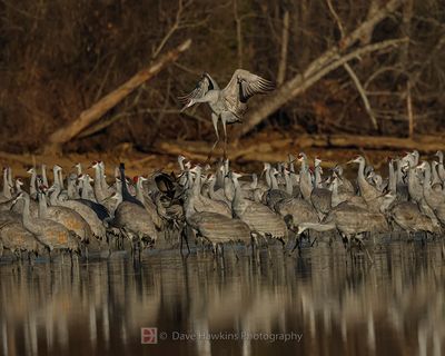SANDHILL CRANES