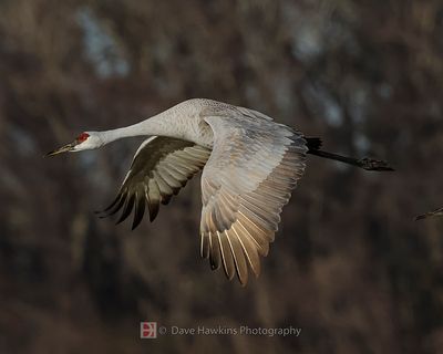 SANDHILL CRANE