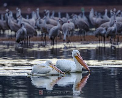 AMERICAN WHITE PELICAN
