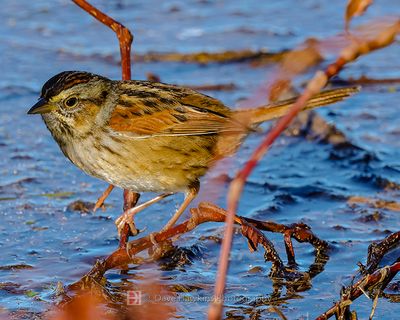 SWAMP SPARROW