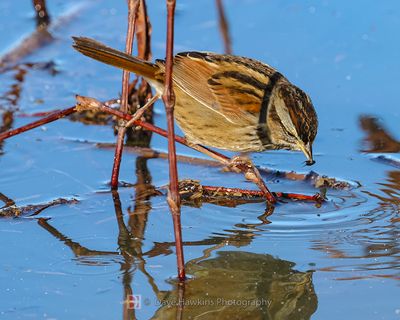 SWAMP SPARROW
