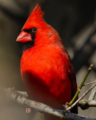 NORTHERN CARDINAL