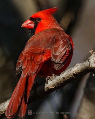 NORTHERN CARDINAL