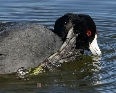 AMERICAN COOT