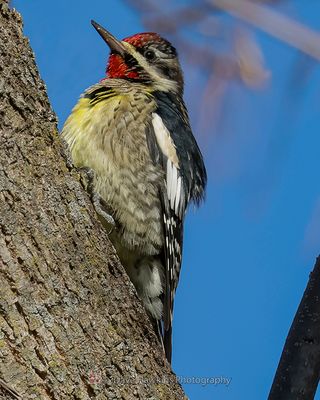 YELLOW-BELLIED SAPSUCKER ♂