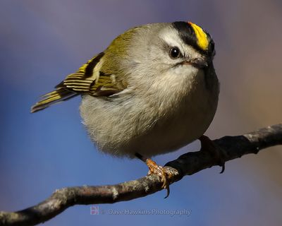 GOLDEN-CROWNED KINGLET