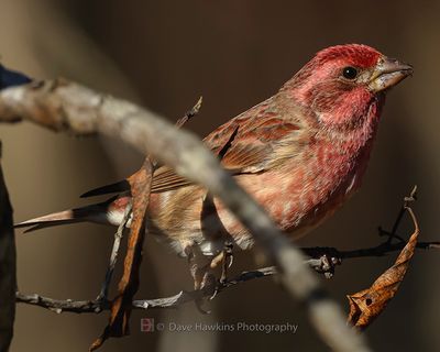 PURPLE FINCH