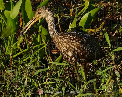 LIMPKIN