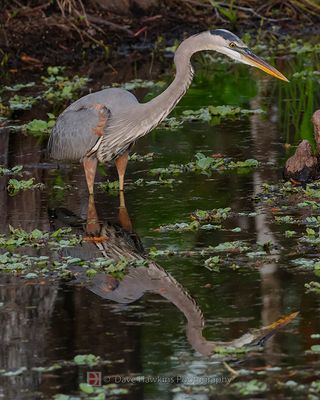 GREAT BLUE HERON
