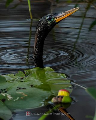 ANHINGA ♂