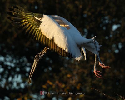 WOOD STORK