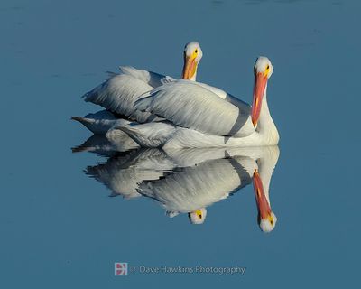 AMERICAN WHITE PELICAN