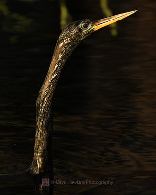ANHINGA ♀