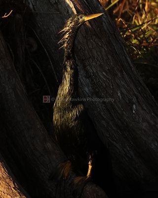 ANHINGA ♂