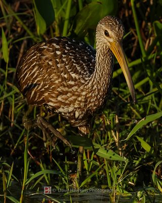 LIMPKIN