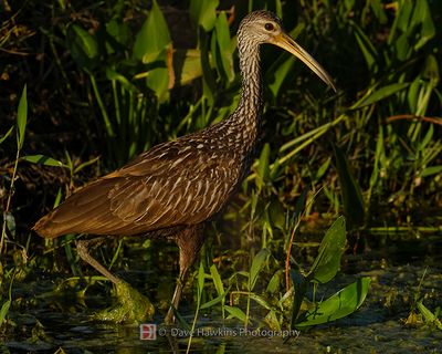 LIMPKIN