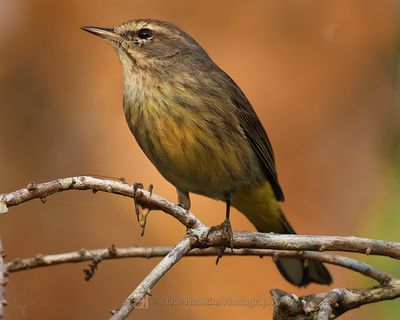 PALM WARBLER