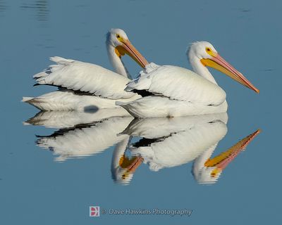 AMERICAN WHITE PELICAN