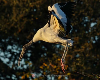 WOOD STORK