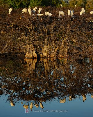 WOOD STORK